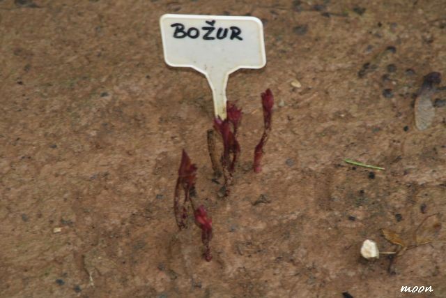 božur